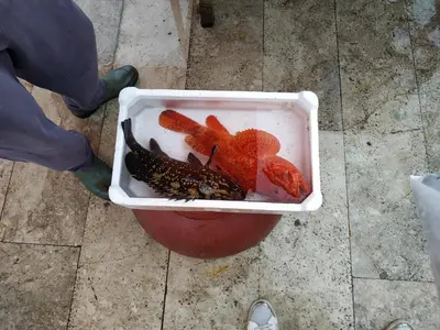 a container of food sitting on top of a floor at Aspra al delfino blu in Bagheria