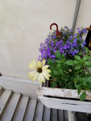 a yellow flower is sitting in a pot of flowers at CasuzzaMia in Palermo