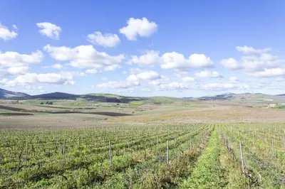 a view of a vineyard in the middle of a field at La Dimora Di Segesta in Calatafimi