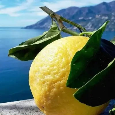 a lemon with leaves on top of a ledge at Sicilia Bedda isolotto in Isola delle Femmine