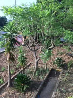 a garden with palm trees and a sidewalk at Villa Augustea in Alcamo