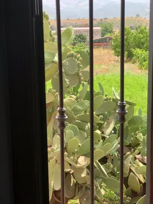 a view from a window with a bunch of plants at Xenia House in Lascari