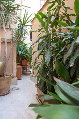a bunch of plants sitting next to a building at ERCTA in Palermo