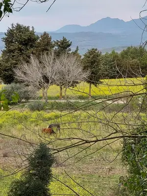 a horse laying in the grass in a field at Chiosi Country Club in Corleone