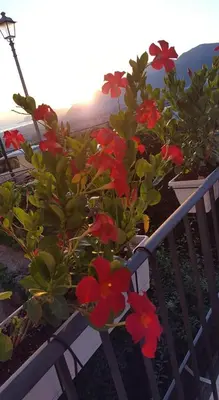 a bunch of red flowers on a fence at Casa Margò in Monreale