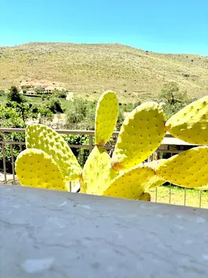 a large yellow cactus in front of a fence at Bed And Breakfast Turi in Castelluzzo