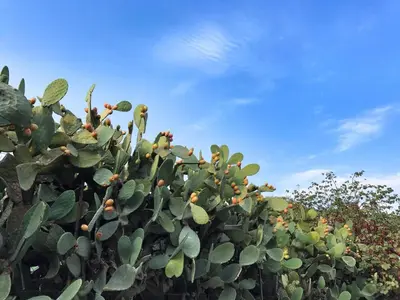 a green cactus with orange flowers on a blue sky at B&B Atlante in Palermo