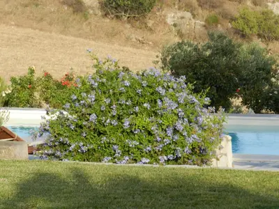 a bush with purple flowers next to a body of water at Masseria Acque Di Palermo in Roccapalumba