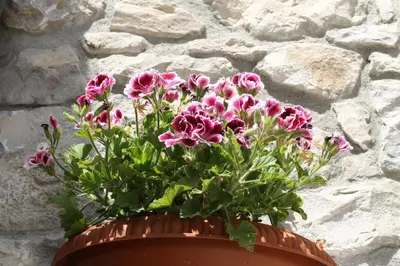 a pot of pink flowers in front of a stone wall at Casa Vacanze Caccamo Santa Lucia in Caccamo