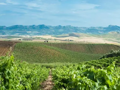 a dirt road through a vineyard with mountains in the background at Agriturismo Sirignano Wine Resort in Sirignano