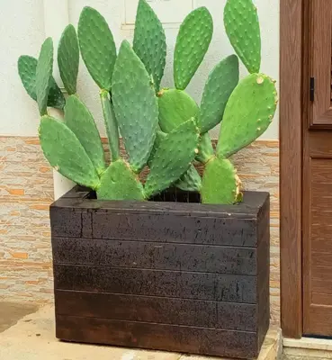 a cactus plant in a black wooden planter at Alcamo Rooms con GARAGE privato in Alcamo