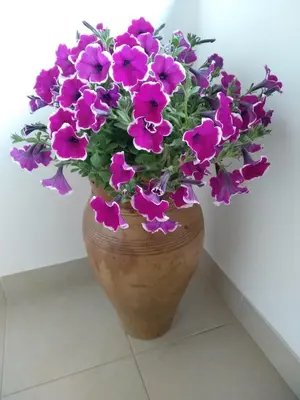 a brown vase with purple flowers in it at Alcamo Rooms con GARAGE privato in Alcamo