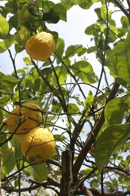 a bunch of lemons growing on a tree at VILLA LEA in Mondello