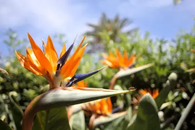 a group of orange flowers in a field at VILLA LEA in Mondello