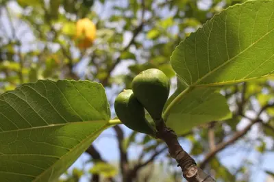 a green fruit growing on a tree branch at VILLA LEA in Mondello