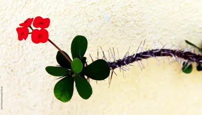 a plant with red flowers on a wall at Donna Lia in Bagheria