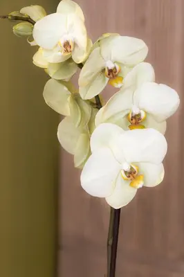 a group of white orchid flowers in a vase at il Palchetto B&B di Charme e Design in Palermo