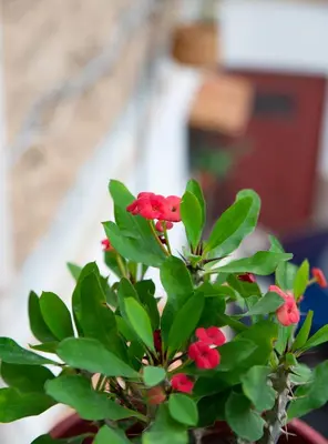 a plant with red flowers and green leaves at La maison à la cathedral in Palermo