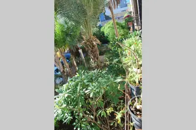 an overhead view of a garden with palm trees and plants at casa immersa nel verde al centro di Palermo in Palermo