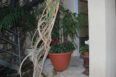 a bunch of plants in pots on a porch at casa immersa nel verde al centro di Palermo in Palermo
