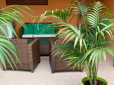 two plants in pots in front of a bed at Casa Casteldaccia 2 in Casteldaccia