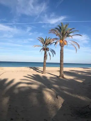 two palm trees on a sandy beach near the ocean at casa Cuffa in San Vito lo Capo