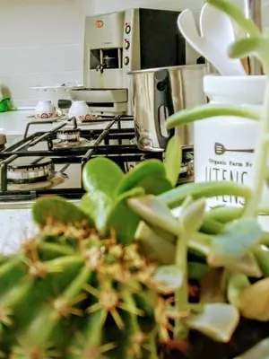 a close up of a green plant in a kitchen at L'Antico Borgo di Segesta in Calatafimi