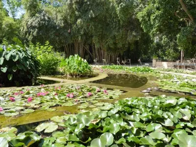 a pond filled with lots of pink flowers and leaves at HoliDay in Palermo
