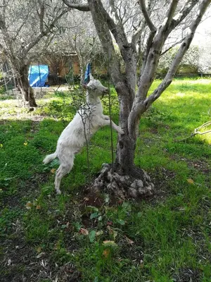 a dog playing with a tree with a frisbee at Sunset Cottage in Cinisi