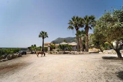 a horse walking down a dirt road with palm trees at B&B Kòre in Castellammare del Golfo