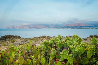 a bunch of plants on the rocks near the water at Airport sicily home palermo in Carini