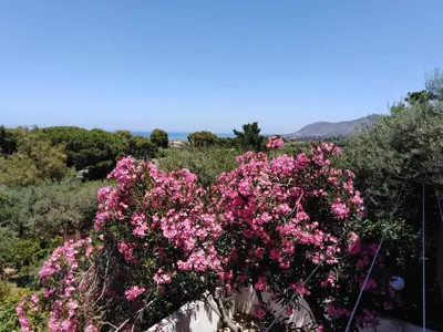 a bunch of pink flowers in a garden at Nuovo AliRu in Campofelice di Roccella