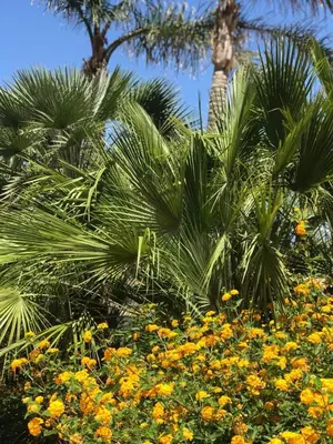 a group of palm trees and flowers in front of a palm tree at Castellammare Smart Rooms in Castellammare del Golfo