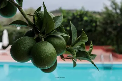 a bunch of oranges hanging from a tree next to a pool at Il Casale il Sole e la Margherita in Campofelice di Roccella