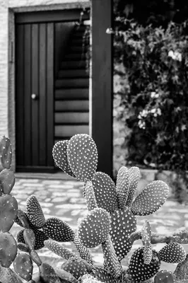 a black and white photo of a cactus in front of a door at Il Casale il Sole e la Margherita in Campofelice di Roccella