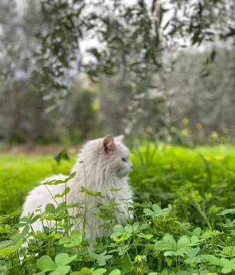 a white cat is sitting in the grass at Villa Marcione Garden & House in Cinisi