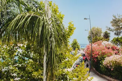 a palm tree on the side of a street at AWA Mondello in Mondello