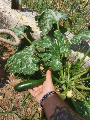 a person holding a cucumber next to a plant at Frida casavacanze in Castellammare del Golfo