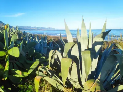 a group of plants on the beach at Campofelice Holidays in Campofelice di Roccella