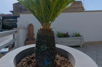 a palm tree in a flower pot in a planter at Corleone GUESTHOUSE in Corleone