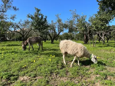 two animals grazing in a field of grass at Villa Levante, relax esclusivo a due passi dal mare vicino Cefalù in Lascari