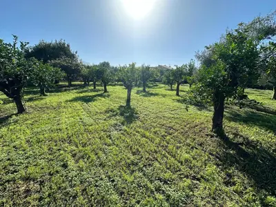 an apple orchard with trees in a field at Villa Levante, relax esclusivo a due passi dal mare vicino Cefalù in Lascari