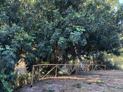 a tree with a wooden fence in front of it at TORRE MARIZA Guidaloca in Scopello