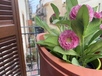 a potted plant with pink flowers on a balcony at Casa Vetriera in Palermo