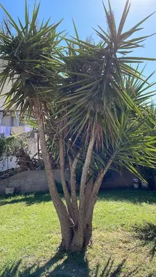 a couple of palm trees in the grass at Campofelice Casa vacanza in Palermo