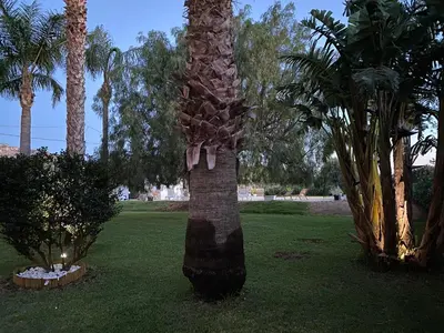 a palm tree in a park with palm trees at Villa Piruzzu CV Torre Mulinazzo app P in Cinisi