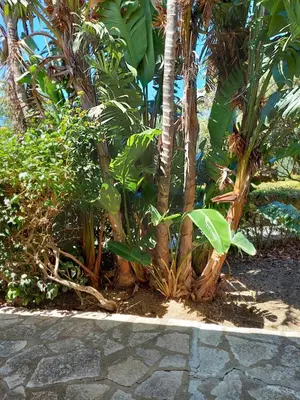 a group of palm trees on the side of a sidewalk at Villa Maricetta in Castellammare del Golfo
