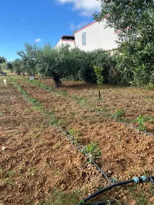 a row of olive trees in a field at Casa RALIVO di Sicilia in Balestrate