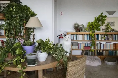 a cat sitting on top of a table with plants at Large Room e Small Private Bathroom Between Mondello Beach and Old Town! Free Park! in Palermo