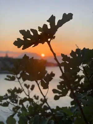 a plant with the sunset in the background at Villa Serendipity Terrasini in Terrasini
